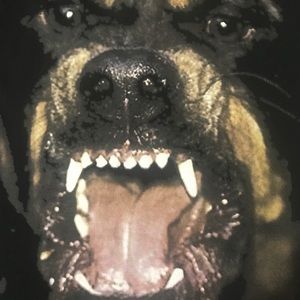 Givenchy Shirts Givenchy Rottweiler T Shirt Poshmark